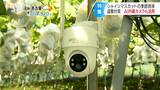 人気の高級ブドウ「 シャインマスカット」シーズン到来!喜びの出荷の裏にはAI内臓の防犯カメラと夜間パトロールの厳戒態勢「苦労の結晶」を盗難被害から守る生産者の取り組み | SBC NEWS | 長野のニュース | SBC信越放送