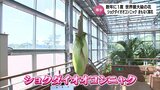 開花すると強烈な腐敗臭を放つとも・・・ 世界最大級の花「ショクダイオオコンニャク」間もなく開花 宮崎市の宮交ボタニックガーデン青島 | MRTニュース | MRT宮崎放送