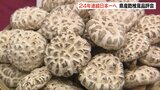 県産乾しシイタケ品評会 24年連続の日本一へ 大分 | 大分のニュース|OBS NEWS|大分放送