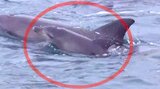 遭遇!今シーズン初の貴重なイルカの赤ちゃん 熊本・天草市【動画あり】 | 熊本のニュース|RKK NEWS|RKK熊本放送