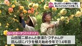 田んぼだった場所にバラを植え始めて14年 高千穂町のバラ園が見ごろを迎える 5月末まで一般に公開 | MRTニュース | MRT宮崎放送