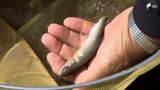 アユ釣りスポット興津川に異変 台風の爪痕深く「釣り場が少なくなっている…」=静岡|TBS NEWS DIG