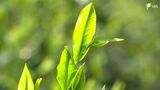 香りよく、うま味が強い「幻のお茶」前年は1キロ120万円　新茶の初取引を前に茶葉の摘み取り=静岡　|　静岡のニュース | SBSNEWS | 静岡放送