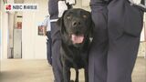 ラブラドール・レトリーバーの新麻薬探知犬 長崎税関で就役式 | 長崎のニュース | 天気 | NBC長崎放送