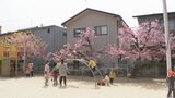 子どもが花びら拾う様子も 早咲きの桜が満開　石川県・金沢市　|　石川県のニュース｜MRO北陸放送
