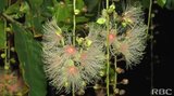 一夜限りの幻想的な光景広がる うるま市でサガリバナ見ごろ | 沖縄のニュース|RBC 琉球放送