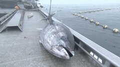 クロマグロ獲れすぎ…売れば10万円も「海に捨てるしかない」 日本提案の漁獲枠25％拡大案、メキシコが直前で別案支持し合意至らず| TBS CROSS DIG with Bloomberg