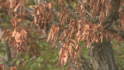 なぜ…ナラの木が集団で枯れる「ナラ枯れ」被害、国立公園大山で突然