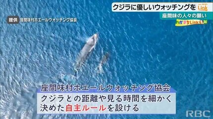クジラ遭遇率90％超の秘密と『探鯨員』の深～い役割 | TBS NEWS DIG (3