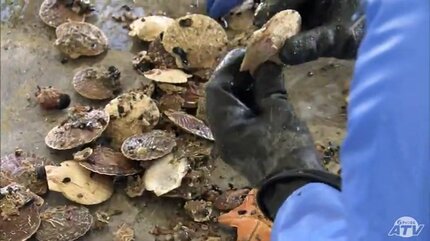 稚貝の成長で「漁師の首がつながるか、つながらないか…」海水温高く