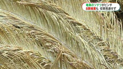 奄美大島のソテツがピンチ ナリ味噌文化どうなる… 壊滅的な危機に