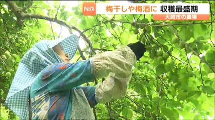 ウメの主力品種「白加賀」の収穫最盛期 霜被害なく順調に育った良質な