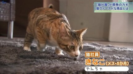岩泉猫商品確認ページ img_317f711ffe764594f718f3c51f