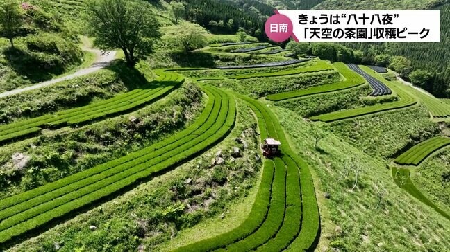 【カメラスケッチ】八十八夜　“天空の茶園”で新茶の収穫ピーク|TBS NEWS DIG