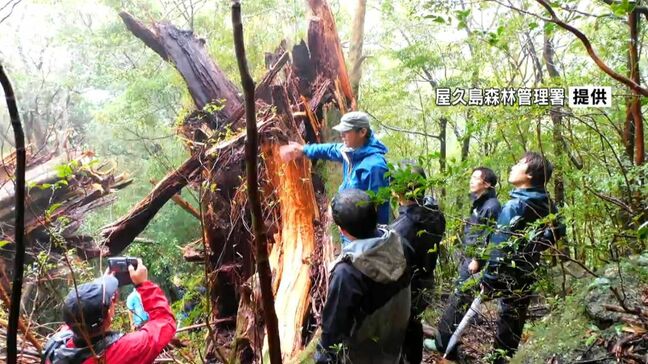 台風で倒れた推定樹齢3000年の弥生杉 現地保存へ 鹿児島・屋久島|TBS NEWS DIG
