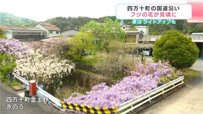 夜はライトアップも 高知県四万十町国道沿いのフジの花見頃|TBS NEWS DIG