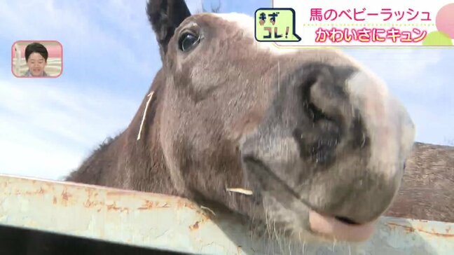 「何回見てもかわいい」北海道の牧場で馬のベビーラッシュ　9日までに41頭誕生　カメラに近づいてくる子馬も|TBS NEWS DIG