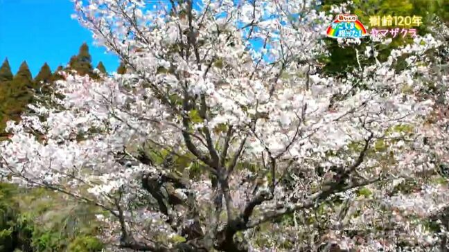樹齢120年のヤマザクラ 鹿児島市【亀ちゃんのかごしま撮った!】|TBS NEWS DIG
