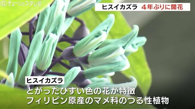 鮮やかなブルー　ヒスイカズラが４年ぶりに開花　重みで落下し切除も残ったつるが成長　富山|TBS NEWS DIG