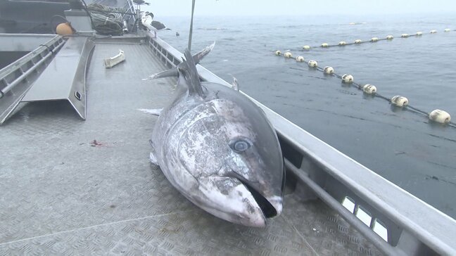クロマグロ獲れすぎ…売れば10万円も「海に捨てるしかない」 日本提案の漁獲枠25％拡大案、メキシコが直前で別案支持し合意至らず|TBS NEWS DIG