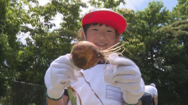 特産のタマネギは宝物　児童が収穫を体験　山口県萩市|TBS NEWS DIG