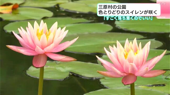 「すごく落ち着くのでいい」高知県三原村の公園　色とりどりのスイレンが咲く|TBS NEWS DIG