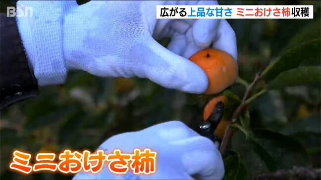 通常のものと比べて6分の1の大きさ『ミニおけさ柿』の収穫最盛期 上品で強い甘さが人気 新潟・佐渡市|TBS NEWS DIG