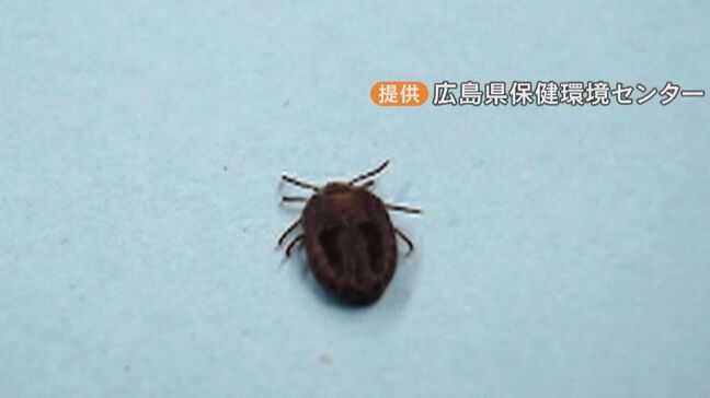 ネコを治療した獣医師が死亡 マダニが媒介する感染症か 呼吸困難などの症状で救急搬送  三重|TBS NEWS DIG