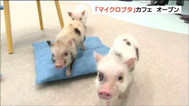 「もう究極の癒し」小さなブタたちと触れ合えるカフェがオープン「膝の上にも乗ってくれます」 宮城・名取市|TBS NEWS DIG