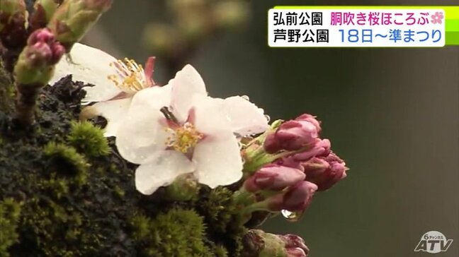 春はもうすぐそこ! 青森県内各地のサクラの名所の最新開花予想は? 青森県弘前市「弘前公園」の外堀では胴吹きのサクラほころぶ 五所川原市金木町の「芦野公園」では日増しにつぼみ膨らむ|TBS NEWS DIG