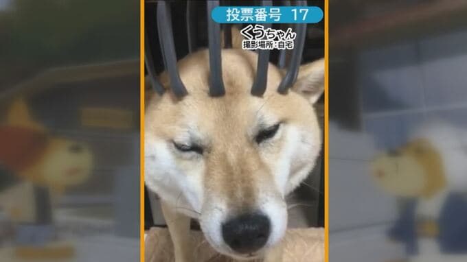 柴犬のルーツは島根県にいた！初の動画コンテスト…最も人気を集めたワンコは！？　柴犬の聖地「柴犬県」を目指し…　|　BSSニュース | BSS山陰放送