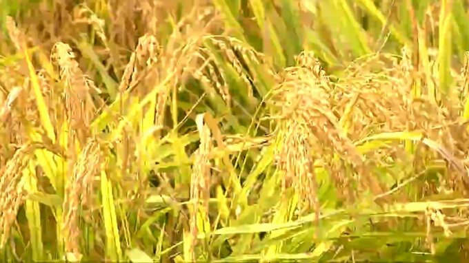 コメ農家の手取り収入が135億円減 猛暑少雨の影響で作況は“やや不良”「支援必要」と新潟県|TBS NEWS DIG