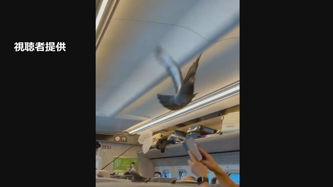 きょう8月10日は「鳩の日」　東北新幹線の車内にハトが迷い込む　ハトも帰省？|TBS NEWS DIG