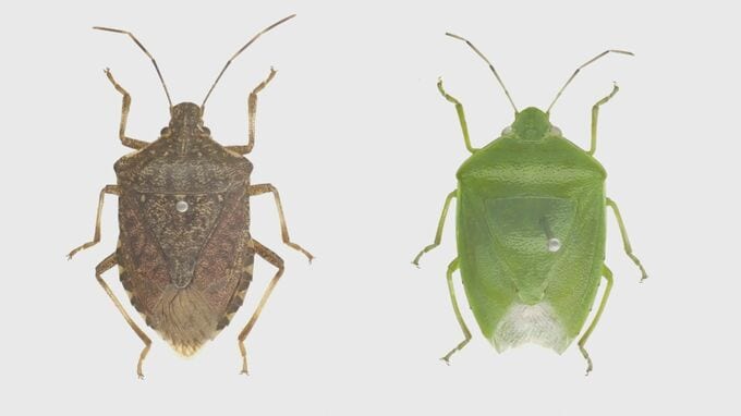 大量発生「カメムシ」よく見かけるのは緑色？茶色？　実は…地域によって違いあり|TBS NEWS DIG
