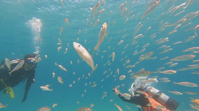 日本海に潜っての「海中散歩」　スクーバダイビング体験　|　BSSニュース | BSS山陰放送