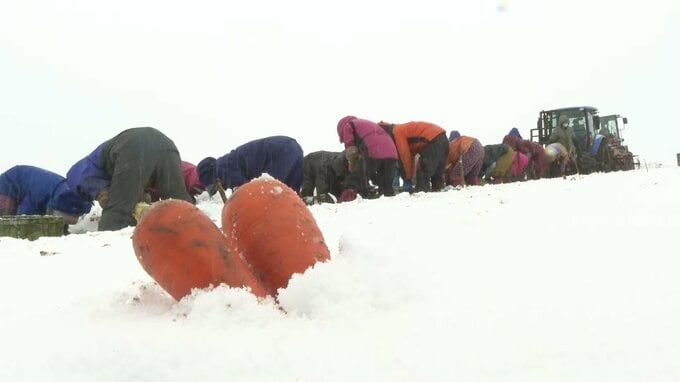 “天然の冷蔵庫”で完熟する『ふかうら雪人参』2025年も果物にひけを取らない甘さに　収穫は最盛期　青森県深浦町　|　青森のニュース│ATV NEWS│青森テレビ