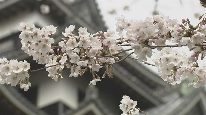 【速報】松江でサクラ満開　２０２１年と並び史上最早　島根・松江市　|　BSSニュース | BSS山陰放送
