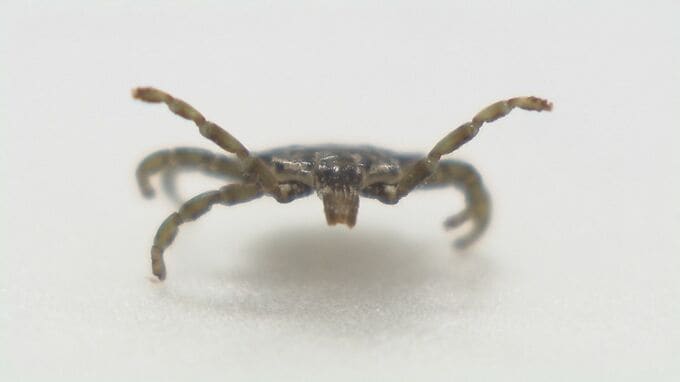 京都府内で今年初のマダニ感染症「SFTS」確認 京都市伏見区で感染か 府南部では統計開始以来2例目 府が注意呼びかけ|TBS NEWS DIG