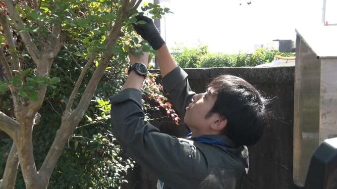 ゴーヤーなどに寄生し甚大な被害をもたらすセグロウリミバエ　オスを誘い出して捕獲・殺虫する「誘殺板」を設置　金武町|TBS NEWS DIG