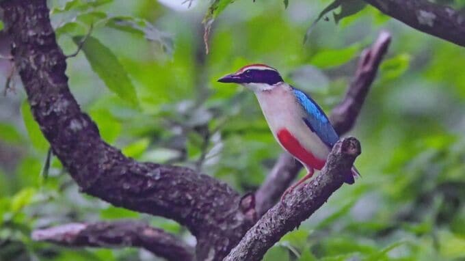 「自然環境の大切さを考えるきっかけにしてもらえれば」　写真展「野鳥と自然の風景」　島根県邑南町の瑞穂ハンザケ自然館で開催|TBS NEWS DIG
