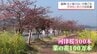 300本の河津桜に100万本の菜の花が見ごろに　延岡市の五ヶ瀬川沿い「コノハナロード」　|　MRTニュース ｜ ＭＲＴ宮崎放送