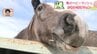 「何回見てもかわいい」北海道の牧場で馬のベビーラッシュ　9日までに41頭誕生　カメラに近づいてくる子馬も　|　北海道のニュース｜HBC北海道放送