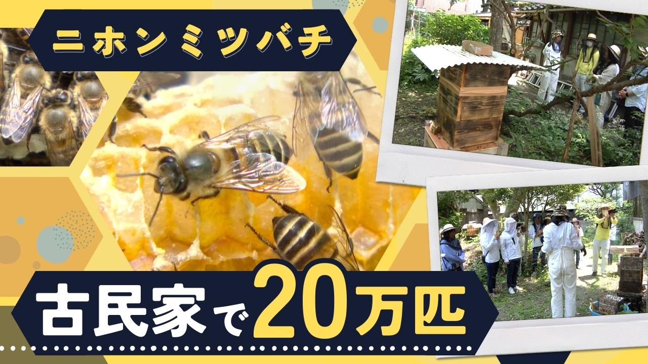 ここなら良い蜜」工事関係者にすすめられ20万匹、都市部で希少種