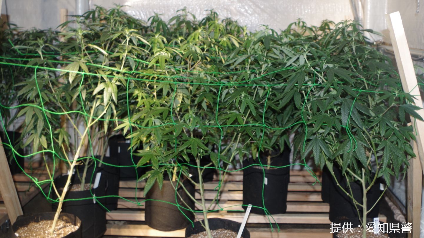 スマホで大麻の生育状況を確認できる仕組みも　栽培拠点を摘発し男女6人を逮捕・送検　大麻草とみられる565株を押収