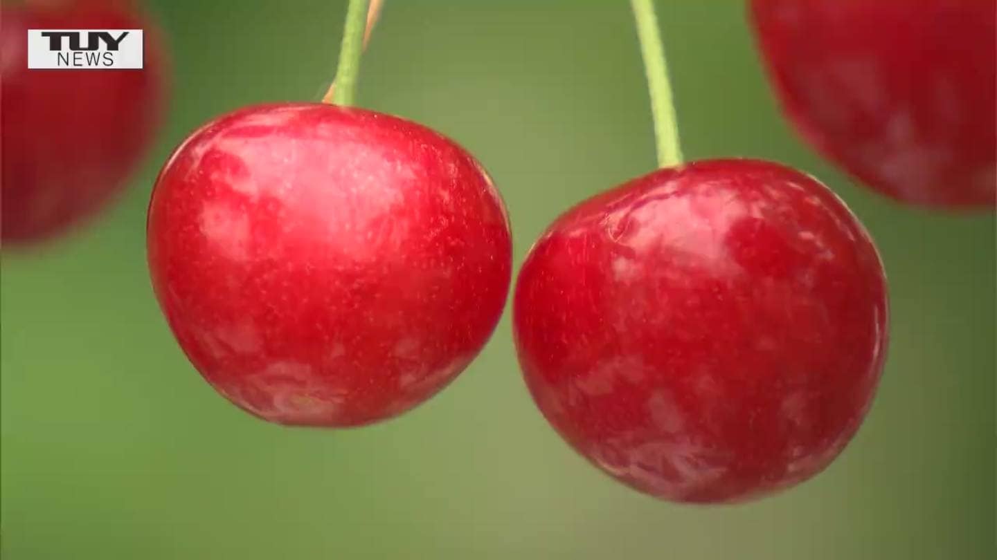 去年は500グラムで100万円 新春恒例 超 促成栽培の さくらんぼ 出荷 Tbs News Dig