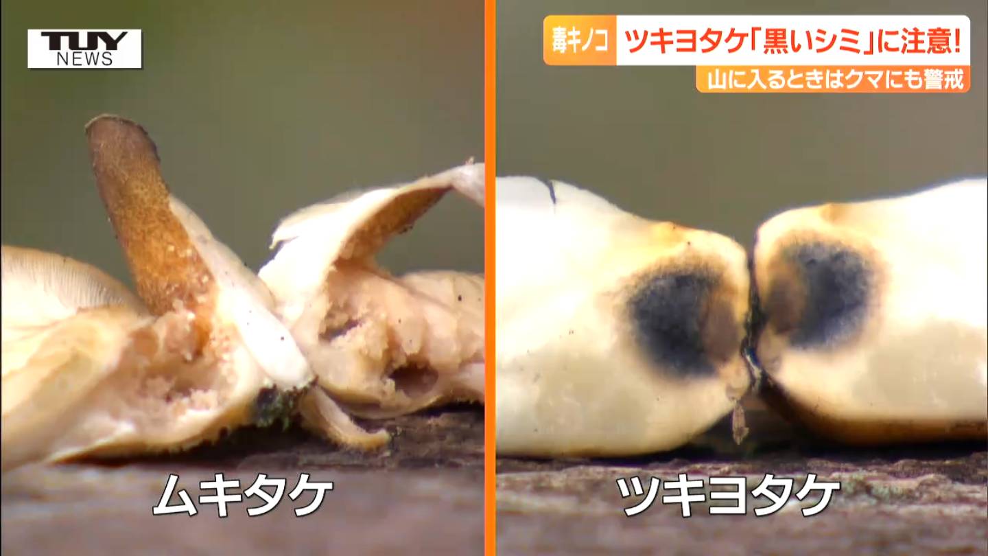 食用のすぐ近くに有毒キノコが…有毒キノコの代表格「ツキヨタケ」の