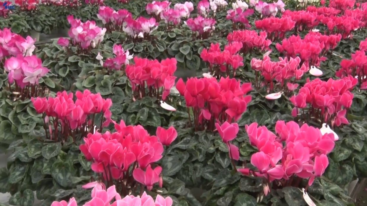 深見東州紅白のシクラメン