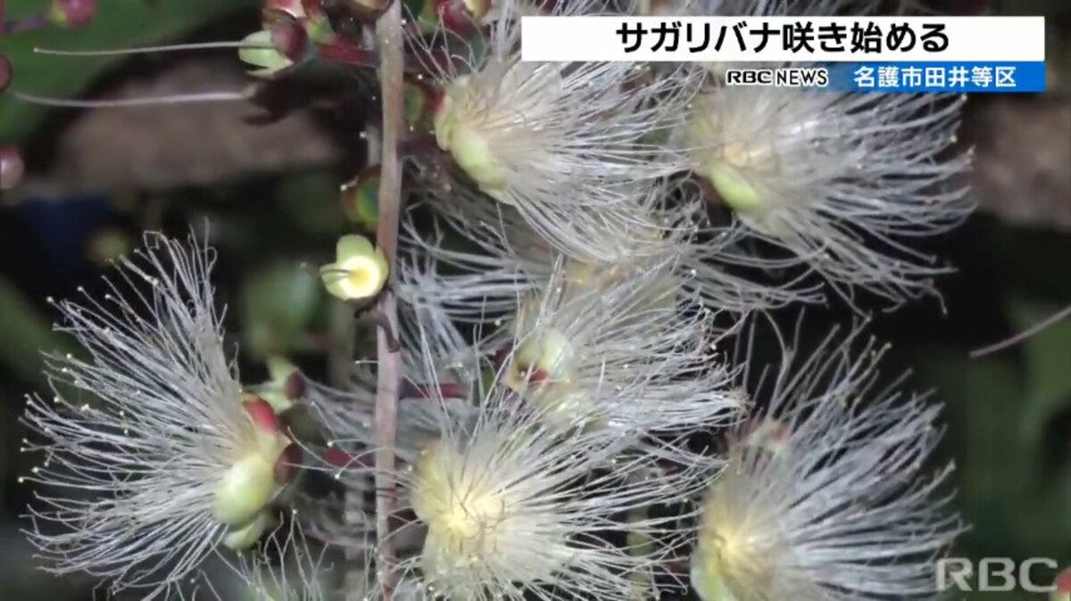 幻想的に浮かび上がる彩り サガリバナが咲き誇る Tbs News Dig