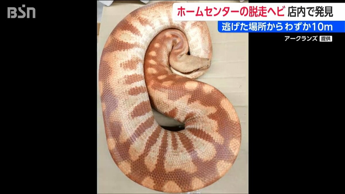 【蛇(アラバスタ)/クリームアラシャン】内径約15.5cm 浄化済 No,411 数字の6のように丸まって」逃げた場所からわずか10mで無事発見 店内