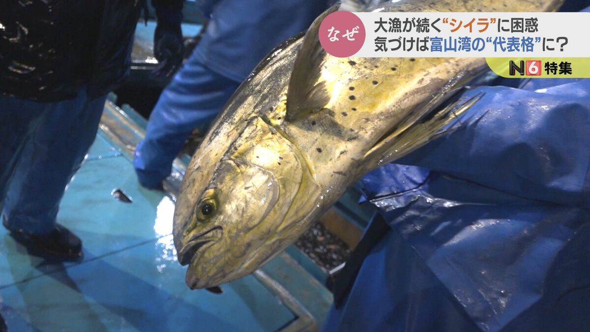 定置網に大量にかかる謎多き魚「水揚げ時に暴れて、イカとか食べたり